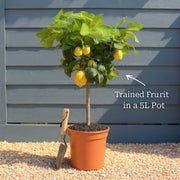 2ft Blood Orange Tree | Citrus Sinensis | Patio Tree in a 5L Pot